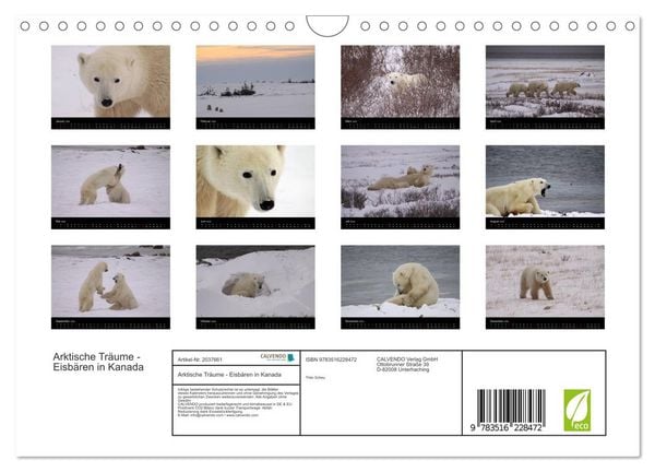 Produktbild: Arktische Tr&auml;ume - Eisb&auml;ren in Kanada (Wandkalender 2026 DIN A4 quer), CALVENDO Monatskalender