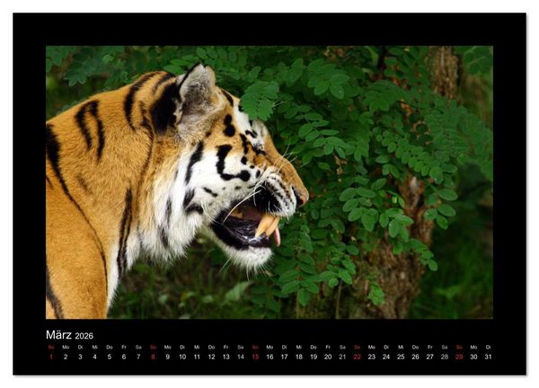 Produktbild: Welt der Katzen - Tiger (Wandkalender 2026 DIN A2 quer), CALVENDO Monatskalender