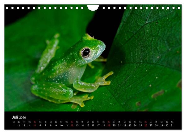Produktbild: Fr&ouml;sche (Wandkalender 2026 DIN A4 quer), CALVENDO Monatskalender