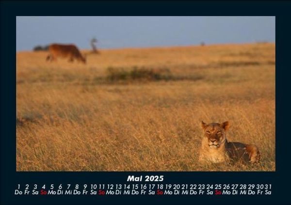Produktbild: L&ouml;wen in der Wildnis 2025 Fotokalender DIN A5