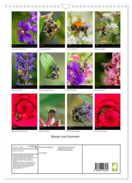 Produktbild: Bienen und Hummeln (Wandkalender 2026 DIN A3 hoch), CALVENDO Monatskalender