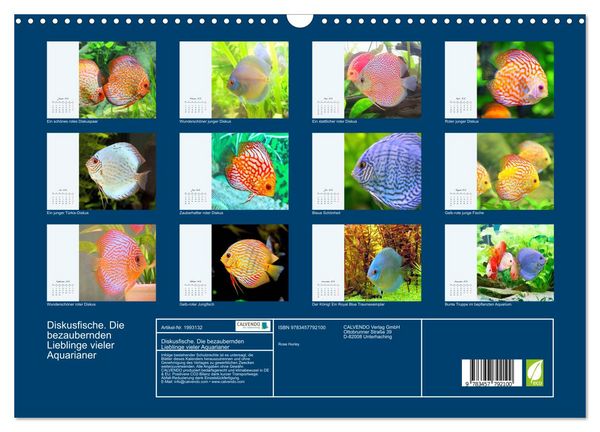 Produktbild: Diskusfische. Die bezaubernden Lieblinge vieler Aquarianer (Wandkalender 2026 DIN A3 quer), CALVENDO Monatskalender