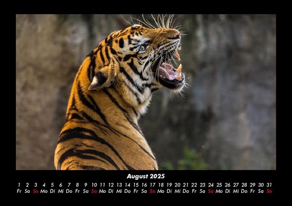 Produktbild: Tiger 2025 Fotokalender DIN A3