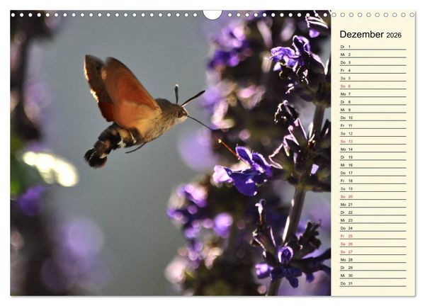 Produktbild: Faszinierende Taubenschw&auml;nzchen (Wandkalender 2026 DIN A3 quer), CALVENDO Monatskalender