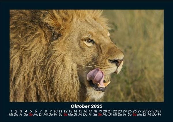 Produktbild: L&ouml;wen in der Wildnis 2025 Fotokalender DIN A5
