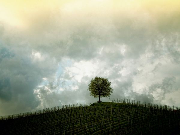 Produktbild: CALVENDO Puzzle Weinberg in Klettgau, Schweiz | 1000 Teile Lege-Gr&ouml;&szlig;e 64x48cm Foto-Puzzle f&uuml;r gl&uuml;ckliche Stunden