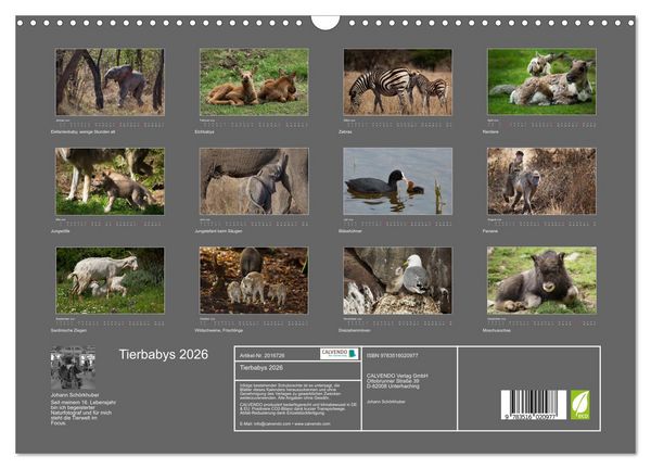Produktbild: Tierbabys 2026 (Wandkalender 2026 DIN A3 quer), CALVENDO Monatskalender