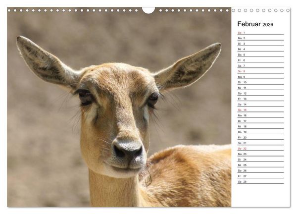 Produktbild: Faszinierende Tierportraits (Wandkalender 2026 DIN A3 quer), CALVENDO Monatskalender