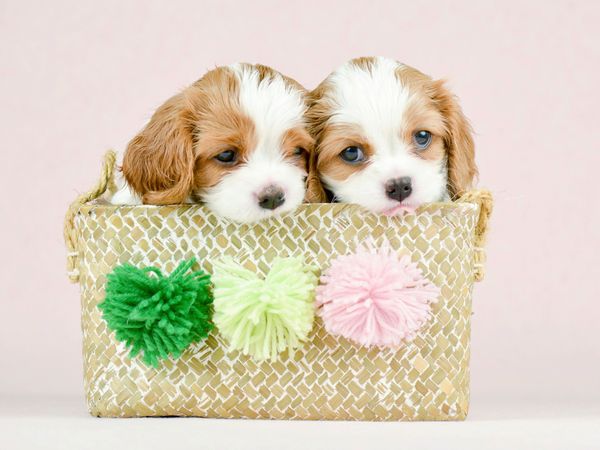 Produktbild: CALVENDO Puzzle Beste Freunde Zwei Cavalier King Charles Spaniel Welpen | 1000 Teile Lege-Gr&ouml;&szlig;e 64x48cm Foto-Puzzle f&uuml;r gl&uuml;ckliche Stunden