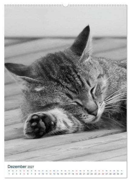 Produktbild: Wilde Katzen - Korsikas Samtpfoten (Wandkalender 2027 DIN A2 hoch), CALVENDO Monatskalender