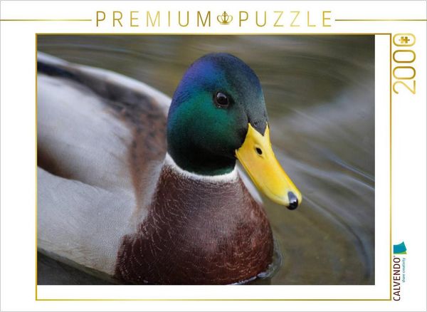 CALVENDO Puzzle Stockenten Erpel Portrait | 2000 Teile Lege-Größe 90x67cm Foto-Puzzle für glückliche Stunden
