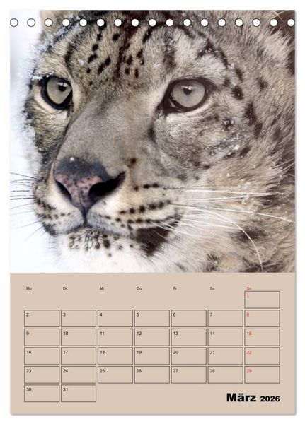 Produktbild: Gro&szlig;katzen. Raubkatzengesichter (Tischkalender 2026 DIN A5 hoch), CALVENDO Monatskalender