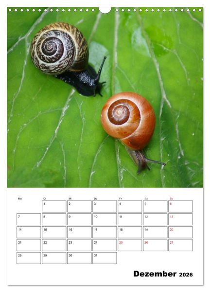 Produktbild: Die geheimnisvolle Welt der Schnecken (Wandkalender 2026 DIN A3 hoch), CALVENDO Monatskalender