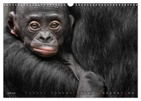 Produktbild: MENSCHENAFFENKINDER 2 (Wandkalender 2026 DIN A3 quer), CALVENDO Monatskalender