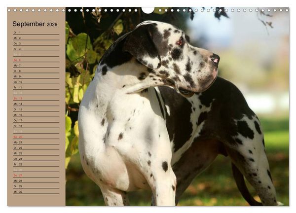 Produktbild: Deutsche Doggen - Sanfte Riesen (Wandkalender 2026 DIN A3 quer), CALVENDO Monatskalender