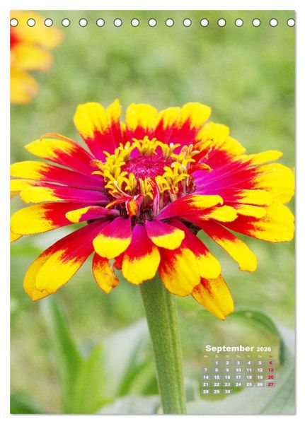 Produktbild: Zinnien im Garten (Tischkalender 2026 DIN A5 hoch), CALVENDO Monatskalender
