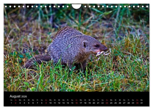 Produktbild: Namibias Tiere: von gro&szlig; bis klein (Wandkalender 2026 DIN A4 quer), CALVENDO Monatskalender