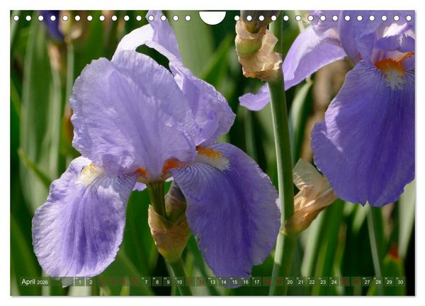 Produktbild: Iris - mond&auml;ne Gartensch&ouml;nheit (Wandkalender 2026 DIN A4 quer), CALVENDO Monatskalender