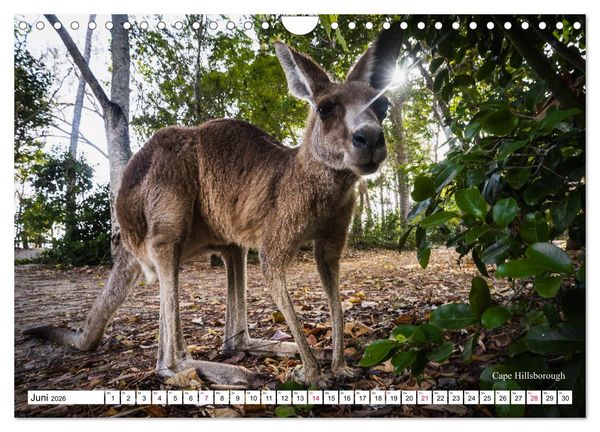 Produktbild: Australien Ostk&uuml;ste - von Cairns nach Sydney (Wandkalender 2026 DIN A4 quer), CALVENDO Monatskalender