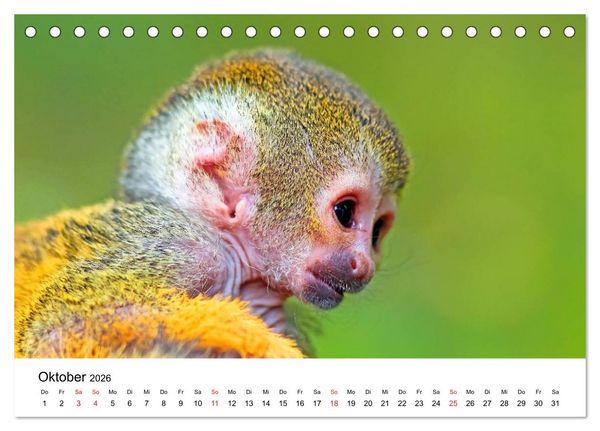 Produktbild: Totenkopfaffen (Tischkalender 2026 DIN A5 quer), CALVENDO Monatskalender