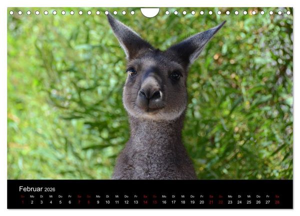 Produktbild: Australian Wildlife (Wandkalender 2026 DIN A4 quer), CALVENDO Monatskalender