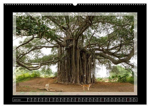 Produktbild: Kerala - Impressionen aus S&uuml;dindien (hochwertiger Premium Wandkalender 2026 DIN A2 quer), Kunstdruck in Hochglanz