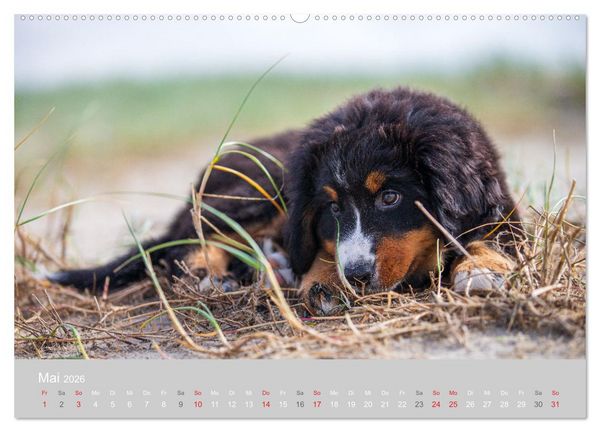 Produktbild: Liebling BERNER SENNENHUND (hochwertiger Premium Wandkalender 2026 DIN A2 quer), Kunstdruck in Hochglanz