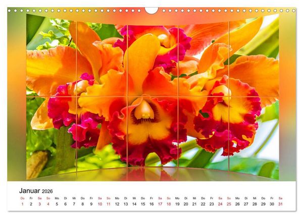 Produktbild: Orchideen Bildergalerie (Wandkalender 2026 DIN A3 quer), CALVENDO Monatskalender