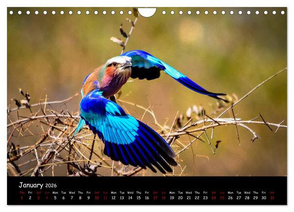 Produktbild: Birds of South Africa (Wall Calendar 2026 DIN A4 landscape), CALVENDO 12 Month Wall Calendar