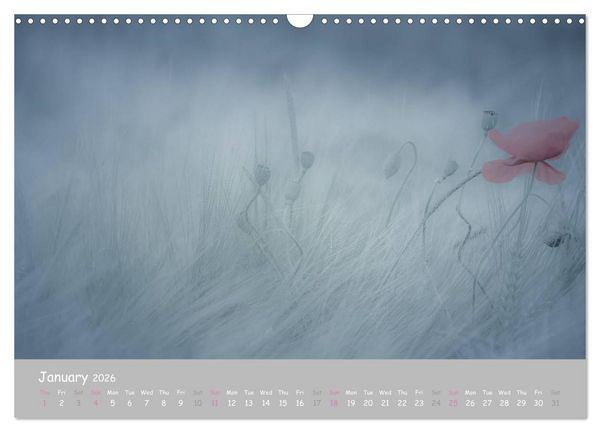 Produktbild: Poppy Love (Wall Calendar 2026 DIN A3 landscape), CALVENDO 12 Month Wall Calendar