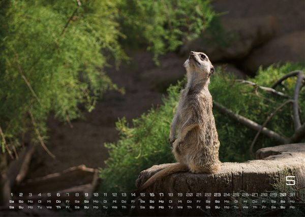 Produktbild: Erdm&auml;nnchen &ndash; Kleine W&auml;chter, gro&szlig;e Abenteuer! - 2027 - Kalender DIN A3