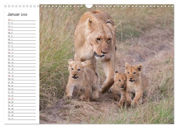 Produktbild: Emotionale Momente: L&ouml;wenbabys - so s&uuml;&szlig;. (Wandkalender 2026 DIN A3 quer), CALVENDO Monatskalender