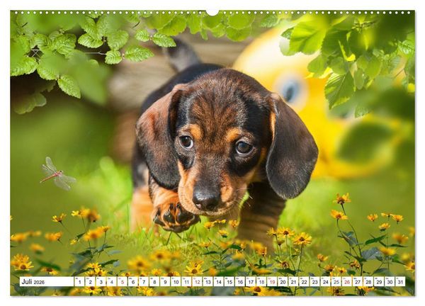 Produktbild: Dackeltr&auml;umereien - Kleine Helden auf 4 Pfoten (hochwertiger Premium Wandkalender 2026 DIN A2 quer), Kunstdruck in Hochglanz