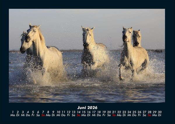 Produktbild: Die Welt der Pferde 2026 Fotokalender DIN A4