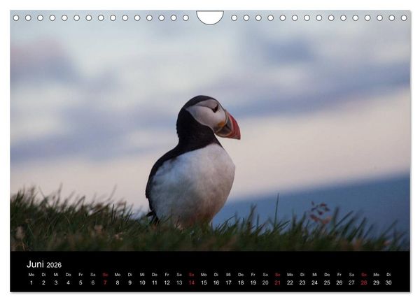 Produktbild: Island - Iceland - &Iacute;sland (Wandkalender 2026 DIN A4 quer), CALVENDO Monatskalender