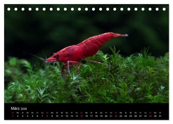 Produktbild: Zwerggarnelen - gepanzerte Juwelen im Aquarium (Tischkalender 2026 DIN A5 quer), CALVENDO Monatskalender