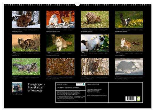 Produktbild: Freig&auml;nger - Hauskatzen unterwegs (Wandkalender 2026 DIN A2 quer), CALVENDO Monatskalender