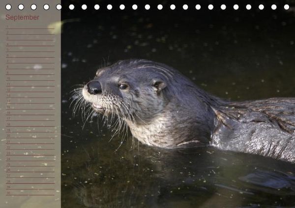 Produktbild: Fischotter Geburtstagskalender (Tischkalender immerw&auml;hrend DIN A5 quer)