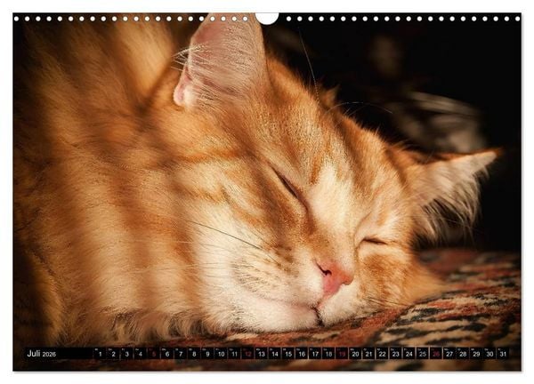 Produktbild: KATZEN Beautys (Wandkalender 2026 DIN A3 quer), CALVENDO Monatskalender