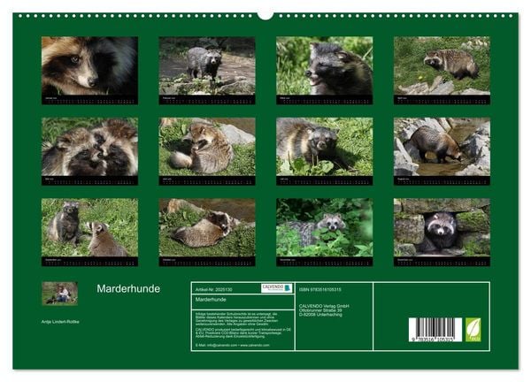 Produktbild: Marderhunde (hochwertiger Premium Wandkalender 2026 DIN A2 quer), Kunstdruck in Hochglanz