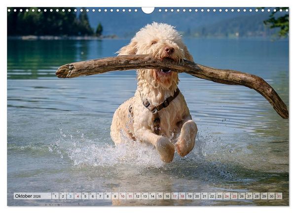 Produktbild: Lagotto Romagnolo in den Alpen 2026 (Wandkalender 2026 DIN A3 quer), CALVENDO Monatskalender