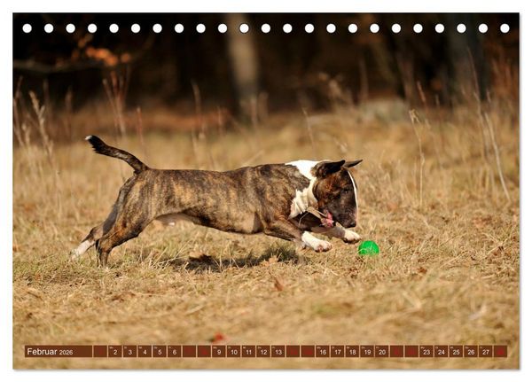 Produktbild: Bullterrier, Powerpakete auf 4 Pfoten (Tischkalender 2026 DIN A5 quer), CALVENDO Monatskalender