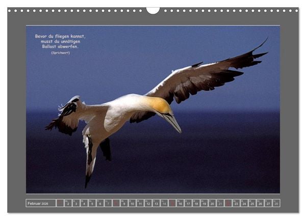 Produktbild: Naturwunder Neuseeland - in Bild und Text (Wandkalender 2026 DIN A3 quer), CALVENDO Monatskalender