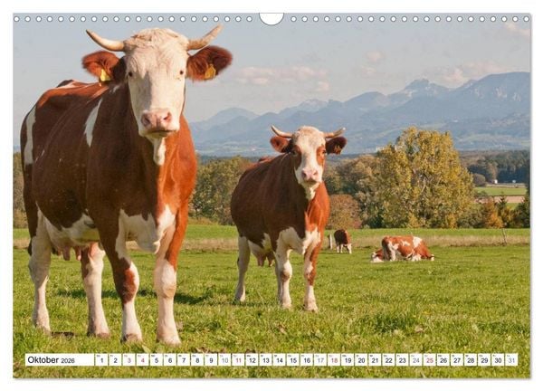 Produktbild: Alpenfleckvieh (Wandkalender 2026 DIN A3 quer), CALVENDO Monatskalender