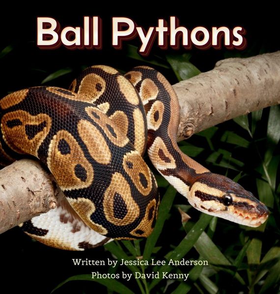 Produktbild: Ball Pythons