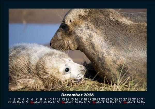 Produktbild: Hundezauber 2026 Fotokalender DIN A5