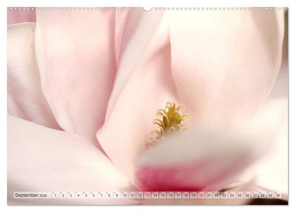 Produktbild: Magnolien Ein Bl&uuml;tenrausch (Wandkalender 2026 DIN A2 quer), CALVENDO Monatskalender