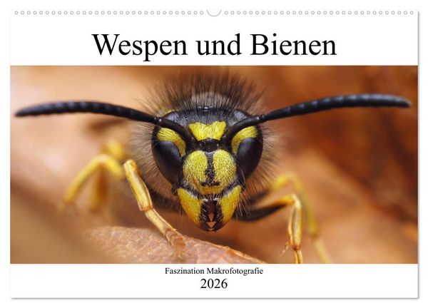 Faszination Makrofotografie: Wespen und Bienen (Wandkalender 2026 DIN A2 quer), CALVENDO Monatskalender