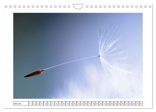 Produktbild: Zauberhafte Pusteblumen (Wandkalender 2026 DIN A4 quer), CALVENDO Monatskalender