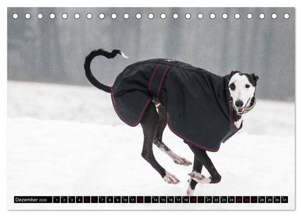 Produktbild: Windhunde - eine Leidenschaft (Tischkalender 2026 DIN A5 quer), CALVENDO Monatskalender